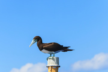 Brown booby (Sula leucogaster). Big Island, Hawaii, USA