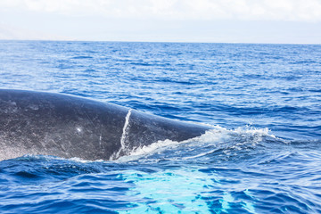 Fototapeta premium Humpback Whale (Megaptera novaeangliae) whale watching off Maui, Hawaii, USA