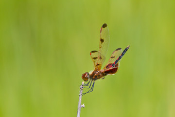 Calico Pennant (Celithemis elisa) male perched near wetland Marion, Illinois, USA.
