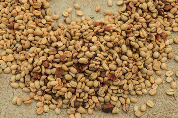 Kona coffee beans, coffee plantation, Big Island, Hawaii, USA