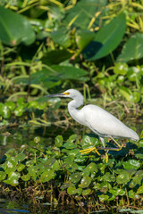 USA, Florida, Orange City, St. John River, Egret