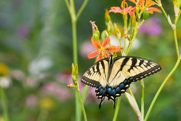 Eastern Tiger Swallowtail (Papilio glaucus) on Blackberry Lily (Belamcanda chinensis). Marion, Illinois, USA.