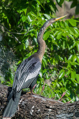 USA, Florida, Orange City, St. Johns River, Blue Spring State Park, Anhinga.