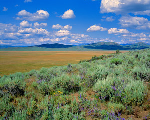 USA, Idaho, Camas Co. Sagebrush and lupine compete in the harsh environments of Camas County, Idaho.