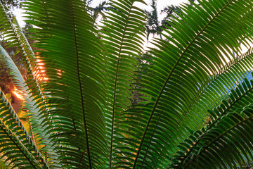 Obraz na płótnie Canvas Palm fronds near Hulupo'e Bay, Lanai Island, Hawaii, USA.