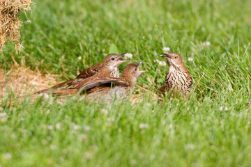 Brown Thrashers (Toxostoma rufum) adult feeding juveniles, Marion, Illinois, USA.