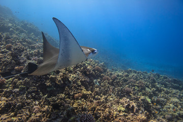 Manta ray. Big Island, Hawaii, USA