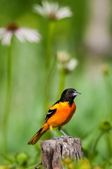 Baltimore Oriole (Icterus galbula) male on fence post in flower garden, Marion, Illinois, USA.