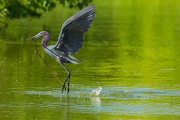 USA, Louisiana, Jefferson Island. Little blue heron picking up stick for nest. Credit as: Cathy & Gordon Illg / Jaynes Gallery / DanitaDelimont.com