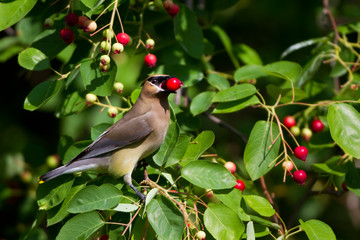 Cedar Waxwing (Bombycilla cedrorum) eating berry in Serviceberry Bush (Amelanchier canadensis), Marion, Illinois, USA.