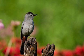 Gray Catbird (Dumetella carolinensis) on fence post in flower garden, Marion, Illinois, USA.