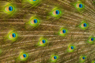 Obraz premium USA, Florida, St. Augustine, Tail feathers of male peacock during breeding season.