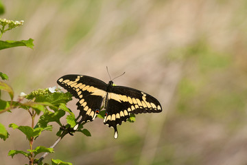 Giant Swallowtail (Papilio cresphontes), Marion, Illinois, USA.