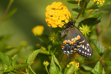 Black Swallowtail butterfly (Papilio polyxenes) male on New Gold Lantana (Lantana camara), Marion, Illinois, USA. © Richard & Susan Day/Danita Delimont