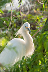 USA, Florida, Orlando, Snowy Egret, Gatorland.