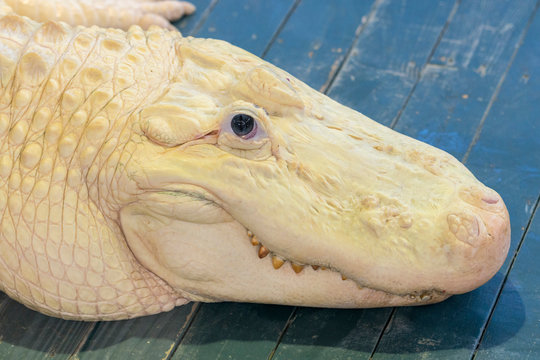 USA, Florida, Orlando, Gatorland, alligator with leucism