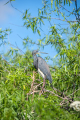 USA, Florida, Orlando, Tricolored Heron, Gatorland.