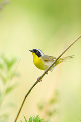 Common Yellowthroat (Geothlypis trichas) male in prairie, Marion, Illinois, USA.