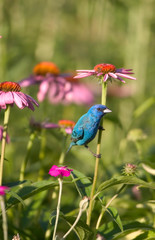 Indigo Bunting (Passerina cyanea) male on Purple Coneflower (Echinacea purpurea). Marion, Illinois, USA.