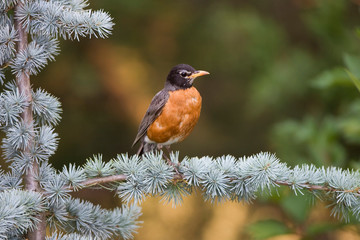 American Robin (Turdus migratorius) on Blue Atlas Cedar (Cedrus atlantica 'Glauca'). Marion, Illinois, USA.