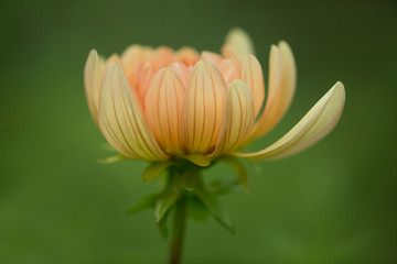 USA, Maine, Harpswell. Dahlia flower. Credit as: Kathleen Clemons / Jaynes Gallery / DanitaDelimont.com