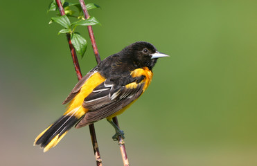 Baltimore Oriole (Icterus galbula) male on Mock Orange (Philadelphus coronarius). Marion, Illinois, USA.