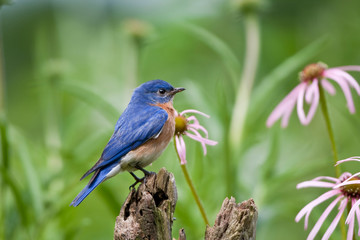 Eastern Bluebird (Sialia sialis) male on fence post near flower garden, Marion, Illinois, USA.