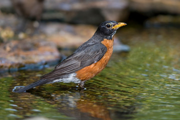 American Robin (Turdus migratorius) bathing, Marion, Illinois, USA.