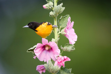 Baltimore Oriole (Icterus galbula) male on hollyhock (Alcea rosea). Marion, Illinois, USA.