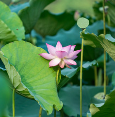 lotus or waterlilly flower in the pond
