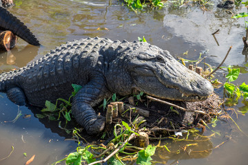 USA, Florida, Orlando, Gatorland, alligator