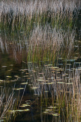 USA, Maine. Grasses and water lily pads with reflections, the Tarn, Acadia National Park.