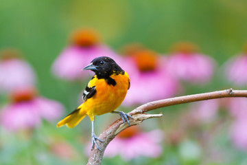Baltimore Oriole (Icterus galbula) male on perch post near flower garden, Marion, Illinois, USA.
