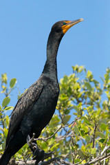 Double crested Cormorant, Phalacrocorax auritus, Anhinga Trail, Everglades NP, Florida, USA