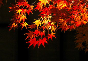 Red Japanese maple leaves glitter against the light in autumn.