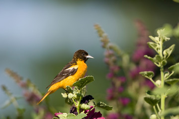 Baltimore Oriole (Icterus galbula) female on hollyhock (Alcea rosea). Marion, Illinois, USA.