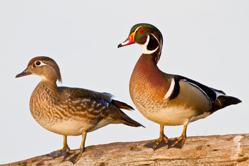 Wood Duck (Aix sponsa) male and female on log in wetland, Marion, Illinois, USA.