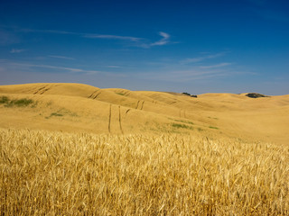 Fields during harvest