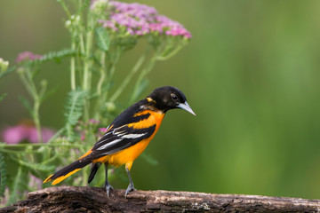 Baltimore Oriole (Icterus galbula) male on wooden fence in flower garden, Marion, Illinois, USA.