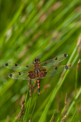 Calico Pennant (Celithemis elisa) male, Jasper, Illinois, USA.