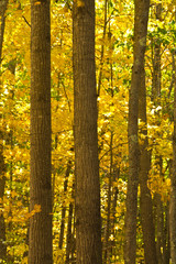 Autumn trees, Maquoit Bay Conservation Land, Brunswick, Maine, USA