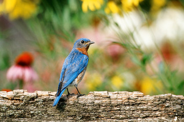 Eastern Bluebird (Sialia sialis) male on fence in flower garden, Marion County, Illinois