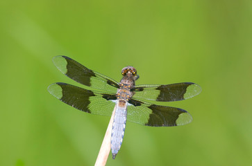 Common Whitetail (Plathemis lydia) male in wetland, Marion, Illinois, USA.