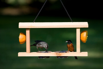 Gray Catbird (Dumetella carolinensis) and Orchard Oriole (Icterus spurius) male at jelly or orange feeder Marion, Illinois, USA.