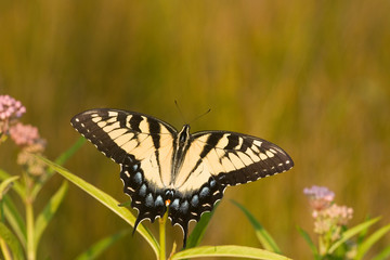 Fototapeta na wymiar Eastern Tiger Swallowtail (Papilio glaucus) on Swamp Milkweed (Asclepias incarnata). Marion, Illinois, USA.