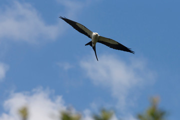 Swallow-tailed kite, Elanoides forficatus, in flight, Kissimmee Preserve State Park, Florida, USA