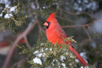 Northern Cardinal (Cardinalis cardinalis) male in Keteleeri Juniper (Juniperus keteleeri) tree in winter, Marion, Illinois, USA.