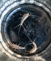 Silverfish in glass beaker. Pest books and newspapers. Insect feeding on paper - silverfish
