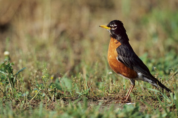 American Robin (Turdus migratorius) Illinois