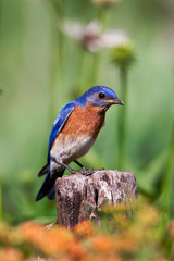 Eastern Bluebird (Sialia sialis) male on fence in flower garden, Marion, Illinois, USA.